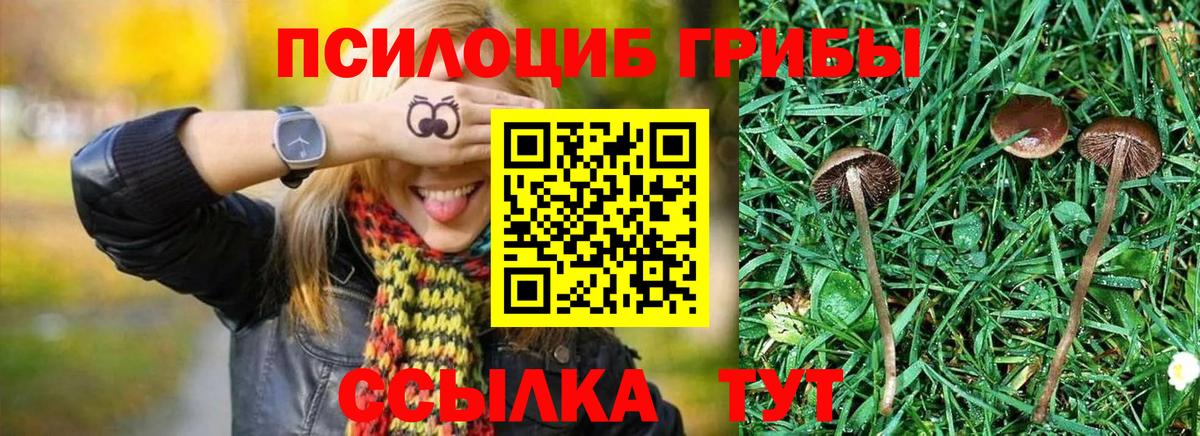 Заволжье  Псилоцибиновые грибы Psilocybe  Вход с VPN 